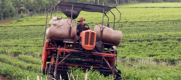 Caen las exportaciones de té misionero en EE.UU